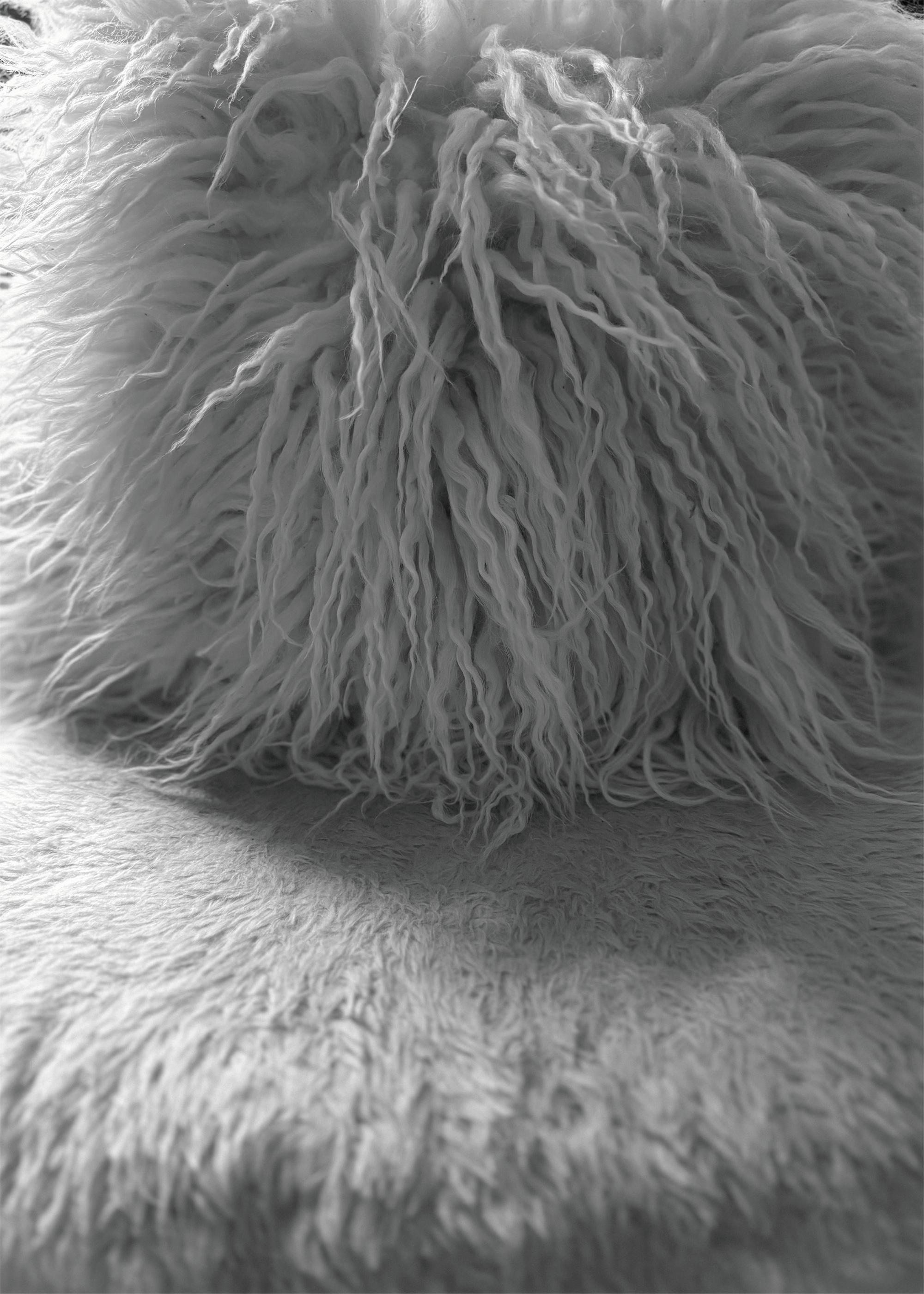 Image alt text