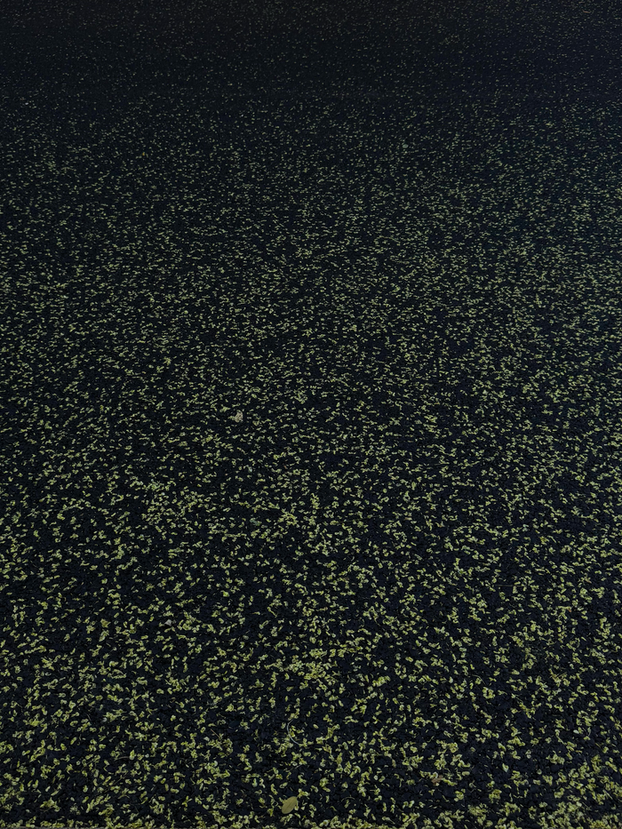 Image alt text